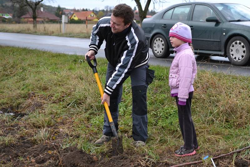 Radimští vysadili ovocnou alej.