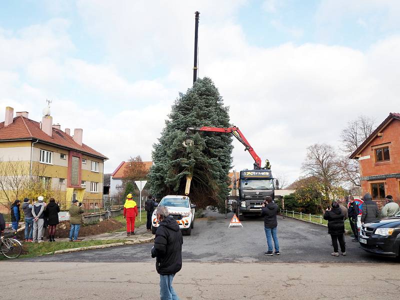 Statná jedle vyrazila na kolínské náměstí z Kanína.