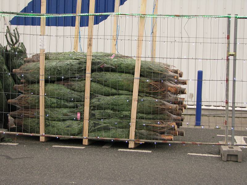 Prodej vánočních stromků a jmelí u hypermarketu Tesco v Kolíně.