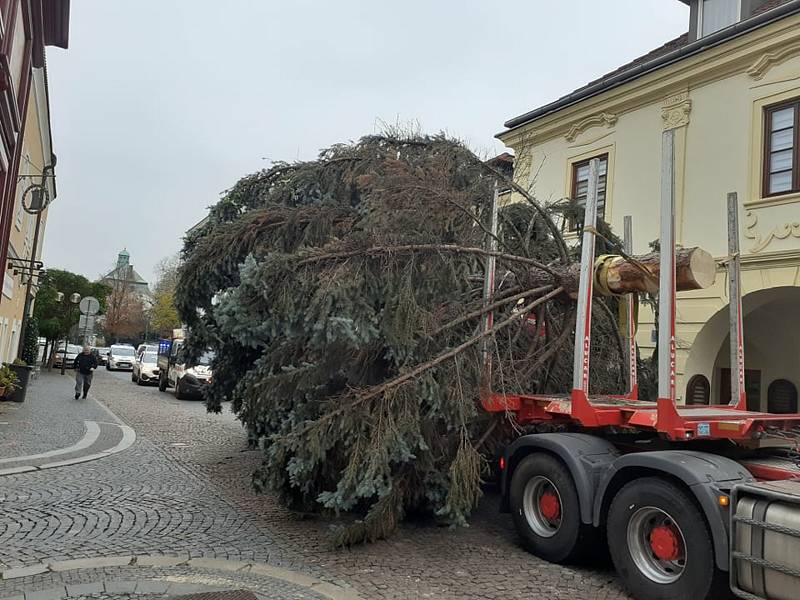 Do Kolína dorazil vánoční strom. Pochází z Čáslavi.