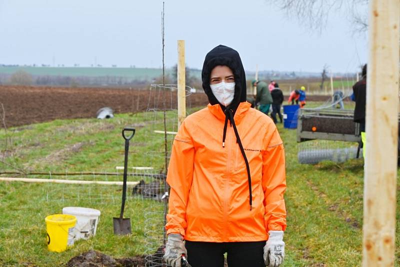 V Rostoklatech zasadili novou ovocnou alej.