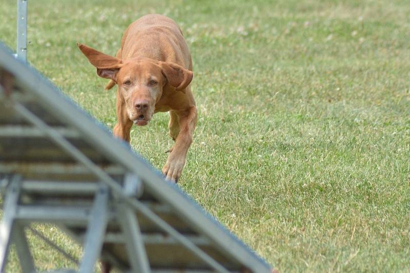 Agility v Ratenicích.