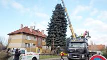 Statná jedle vyrazila na kolínské náměstí z Kanína.