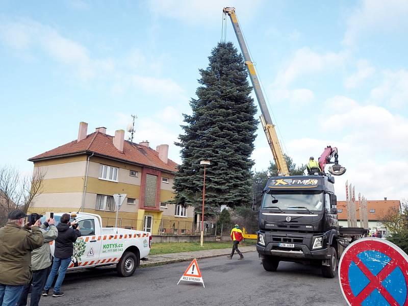 Statná jedle vyrazila na kolínské náměstí z Kanína.