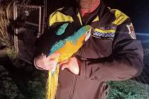 Strážníci zachránili papouška Terezku.