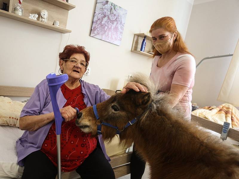 Terapeutický poník mezi seniory v Domově Clementas v Mlékovicích.