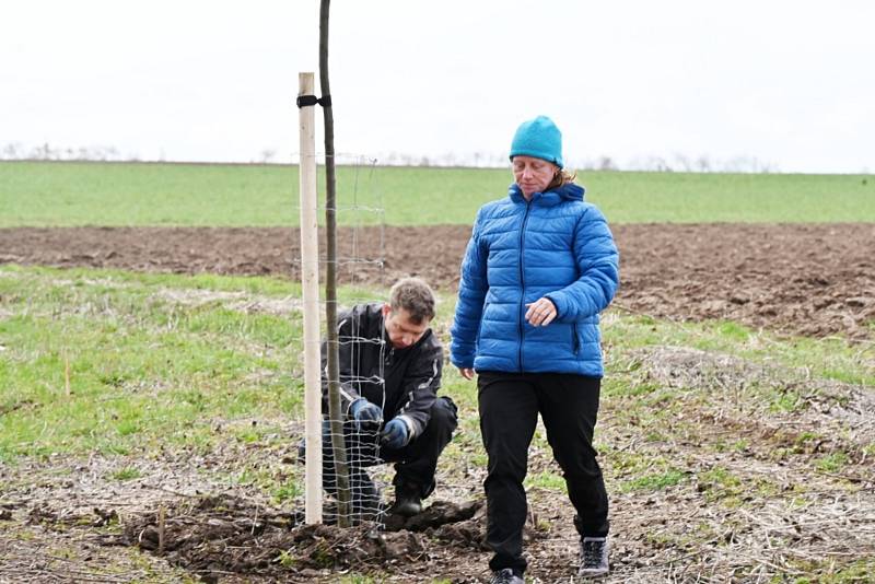 V Rostoklatech zasadili novou ovocnou alej.