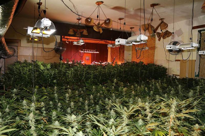 Největší případ. Trutnovští policisté překazili tříčlenné partičce kvetoucí byznys s marihuanou, v chatě Webrovka objevili 1756 rostlin konopí indického.