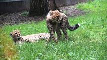 Simona Stašová křtila v Zoo Dvůr Králové gepardí mláďata