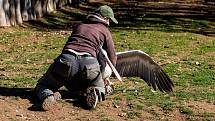 Ve dvorské zoo odychtli 25 pelikánů žijících na jezírku v safari.