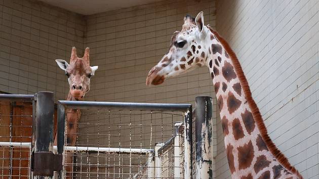 Nejdřív „teta“, potom matka cenného potomka. Samice žirafy Rothschildovy odjela do Zoo Liberec, na podzim se vrátí