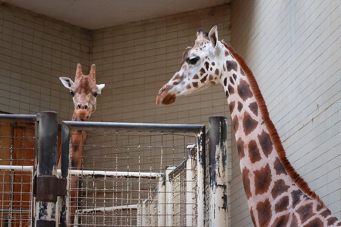 Nejdřív „teta“, potom matka cenného potomka. Samice žirafy Rothschildovy odjela do Zoo Liberec, na podzim se vrátí