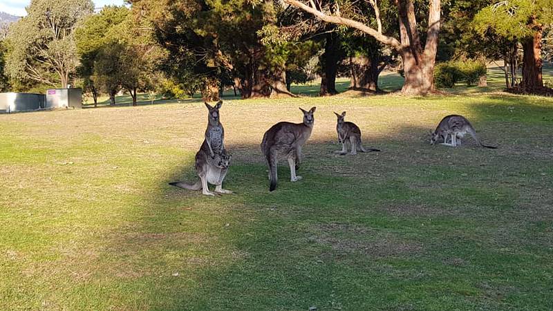 Vrchlabští běžkaři se potkali v Austrálii i s klokany.