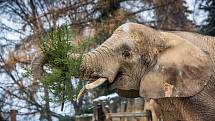 V safari parku ve Dvoře Králové si sloni Sali a Umbu pochutnávali na Vánočních stromcích.