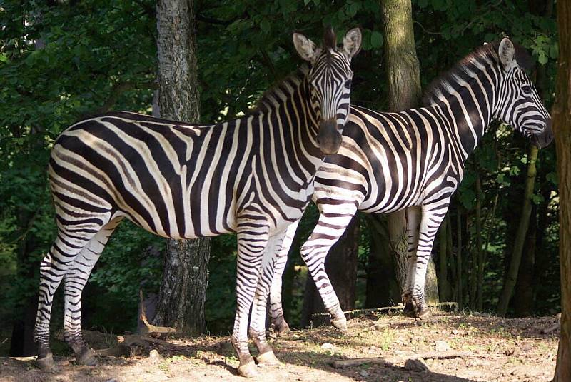 Zoologickou zahradu ve Dvoře Králové navštívil Klub vozíčkářů Trutnov už potřetí. 