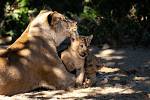 Trojice lvic, narozených 5. července, konečně s matkou Khalilou opustila zázemí pavilonu lvů. Pravidelně již vycházejí do vnitřní expozice i na venkovní dvorky. Do výběhu Lvího safari se lvíčata podívají až v příští sezoně.