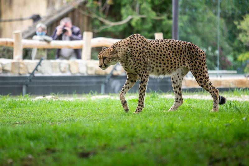 Od pondělí 25. května bude návštěvníkům k dispozici celý areál Safari Parku Dvůr Králové. Poprvé letos vyjedou Safaribusy a Afrika trucky do Afrického a Lvího safari.