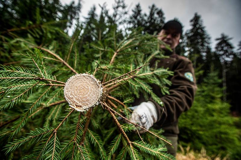 Správa KRNAP každoročně připravuje vánoční stromky z prořezu ve svých lesích.