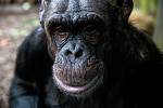 Velké plátno promítá skupině šimpanzů čego ve Dvoře Králové živě jejich šimpanzí „sousedy“ z Brna. Jedinečný projekt má lidoopům zpestřit dny, kdy kvůli nucené uzávěře nemohou pozorovat návštěvníky. 