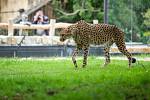 Novinkou Safari Parku Dvůr Králové jsou otevřené výběhy gepardů. Dvojici mladých gepardích bratrů Thomase a Toulouse je možné obdivovat přes vodní příkopy.