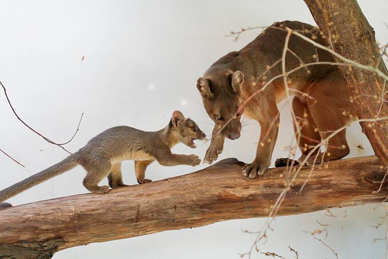 Dvojčata fos madagaskarských Zazu a Zara dělí čas během dne na hry a spánek. Ten zatím převládá.