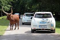 ELEKTROMOBILEM NA SAFARI. Mezi volně pobíhající zvířata se mohou návštěvníci Zoo Dvůr Králové nově vydat také v zapůjčených elektromobilech.