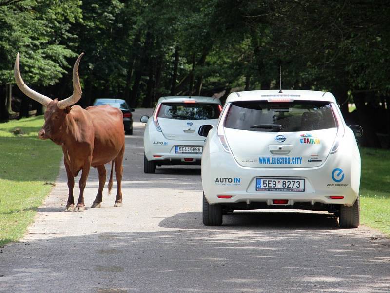 ELEKTROMOBILEM NA SAFARI. Mezi volně pobíhající zvířata se mohou návštěvníci Zoo Dvůr Králové nově vydat také v zapůjčených elektromobilech.