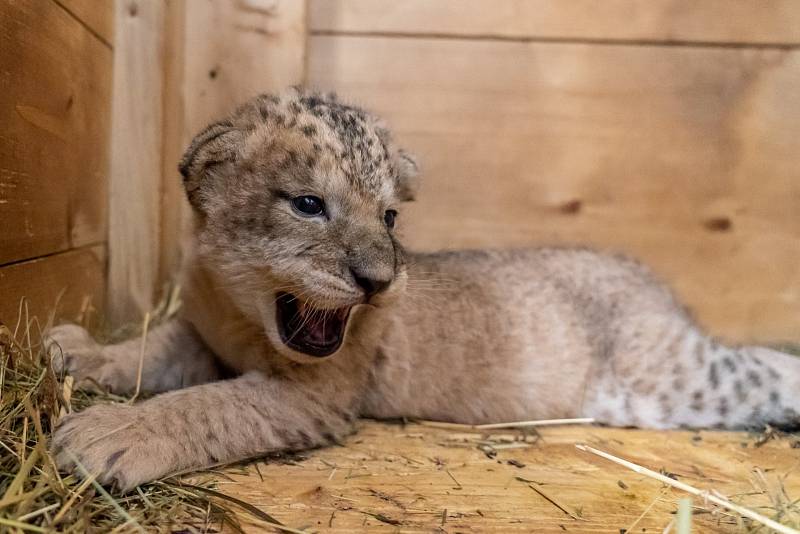 Safari park Dvůr Králové hlásí nové přírůstky