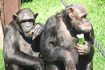 Šimpanz - Dvůr Králové