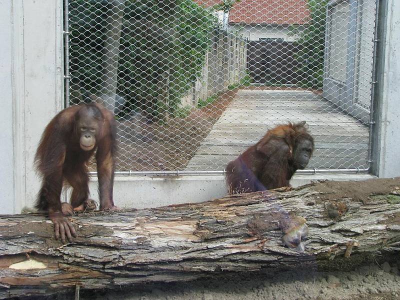 Krásný dárek dostala orangutaní rodinka ze Zoo Dvůr Králové, samička Žaneta a její mláďata, šestiletý Besar a devítiměsíční holčička Tessa. Ve středu 17. srpna je totiž ošetřovatelé vypustili do nového výběhu o 631 metrech čtverečných.