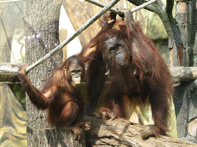 Krásný dárek dostala orangutaní rodinka ze Zoo Dvůr Králové, samička Žaneta a její mláďata, šestiletý Besar a devítiměsíční holčička Tessa. Ve středu 17. srpna je totiž ošetřovatelé vypustili do nového výběhu o 631 metrech čtverečných.