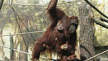 Krásný dárek dostala orangutaní rodinka ze Zoo Dvůr Králové, samička Žaneta a její mláďata, šestiletý Besar a devítiměsíční holčička Tessa. Ve středu 17. srpna je totiž ošetřovatelé vypustili do nového výběhu o 631 metrech čtverečných.