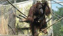 Krásný dárek dostala orangutaní rodinka ze Zoo Dvůr Králové, samička Žaneta a její mláďata, šestiletý Besar a devítiměsíční holčička Tessa. Ve středu 17. srpna je totiž ošetřovatelé vypustili do nového výběhu o 631 metrech čtverečných.