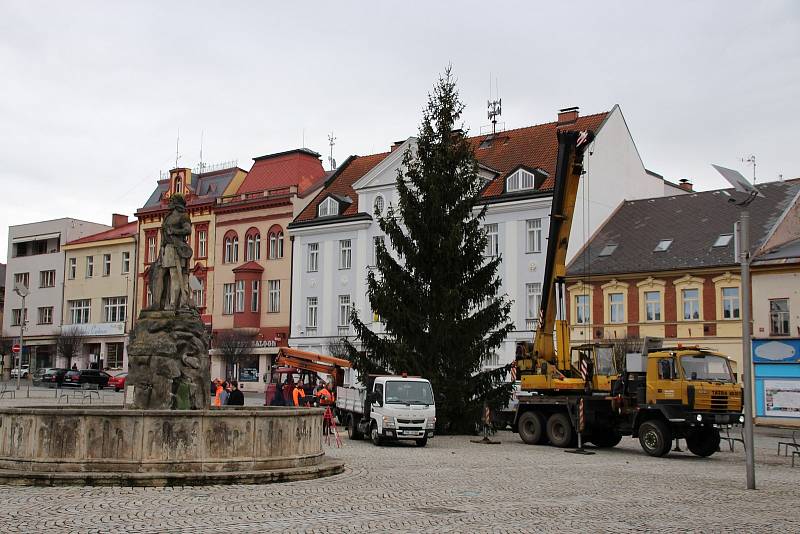 Od čtvrtka 17. listopadu stojí na náměstí T. G. Masaryka ve Dvoře Králové nad Labem vánoční strom.