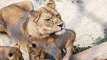 V Safari Parku Dvůr Králové žije dva tisíce zvířat.