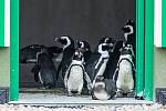 V Safari Parku Dvůr Králové už návštěvníci mohou vidět tučňáky brýlové. Nová expozice za 43 milionů korun je největší v Česku a na Slovensku