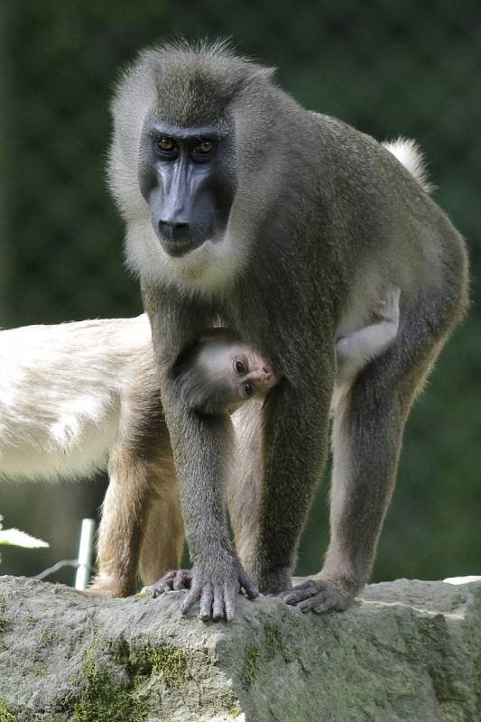 Nové přírůstky v Safari Parku Dvůr Králové nad Labem: sameček drilů černolících.