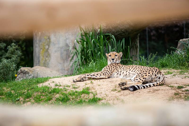 Safaripark Dvůr Králové nad Labem? Zoo v sezoně láká hlavně na nový výběh pro gepardy a nové pavilony.