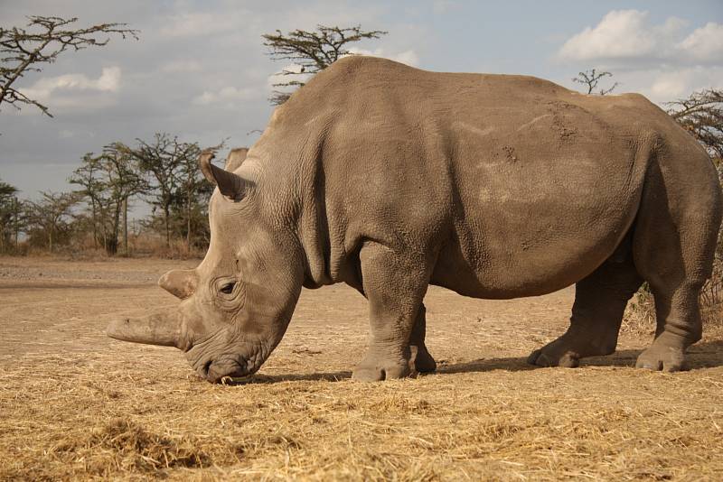 SAMICE NÁJIN A FATU jsou v keňské rezervaci Ol Pejeta pod stálým dohledem ozbrojených složek. Spolu se samcem Súdánem jsou posledními zvířaty svého druhu.