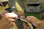 Opakované zanícení jedového váčku jednoho z nejnebezpečnějších hadů světa kobry černé si ve dvors