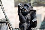 Šimpanz v uzavřeném Safari Parku Dvůr Králové nad Labem.