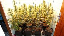 Největší případ. Trutnovští policisté překazili tříčlenné partičce kvetoucí byznys s marihuanou, v chatě Webrovka objevili 1756 rostlin konopí indického.