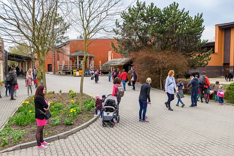 V sobotu dorazilo do Safari Parku Dvůr Králové 3374 lidí.