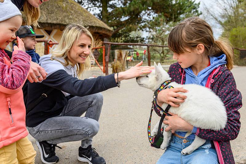 V sobotu dorazilo do Safari Parku Dvůr Králové 3374 lidí.