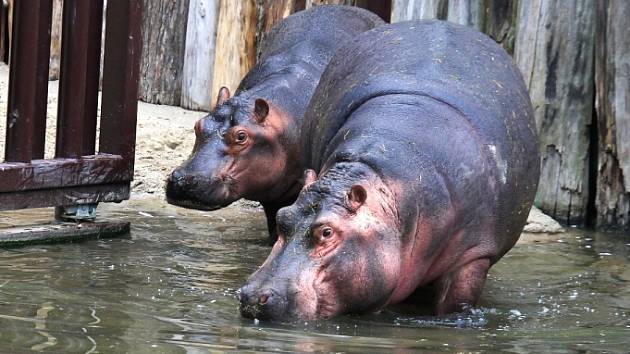 Je to tady: Hroši se vrátili do ZOO