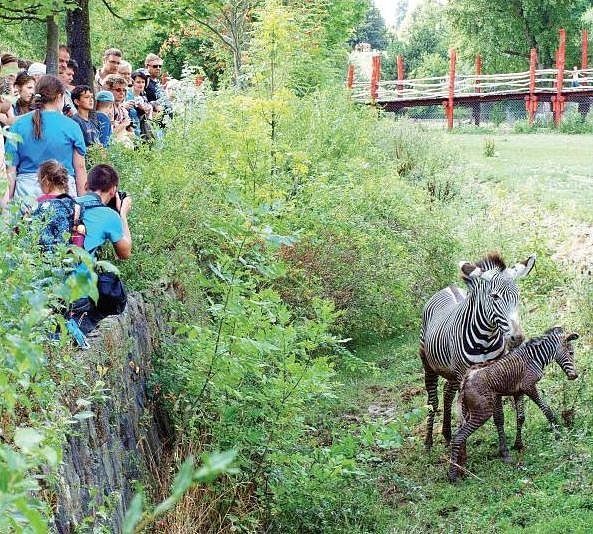 Zebra porodila mládě před návštěvníky zoo
