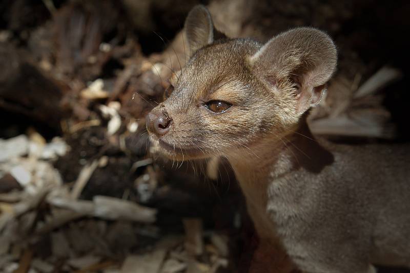 Dvojčata fos madagaskarských Zazu a Zara dělí čas během dne na hry a spánek. Ten zatím převládá.