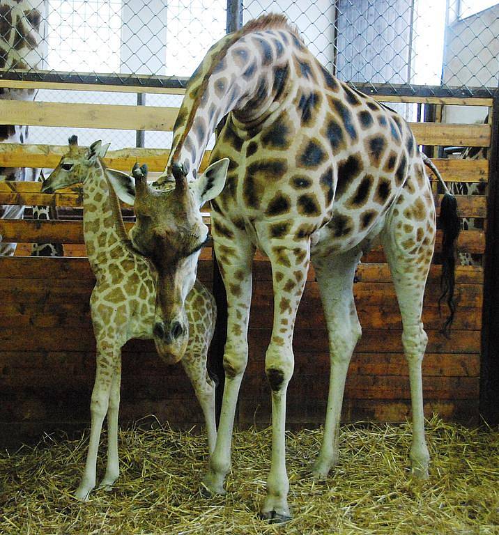 První letošní žirafka Ali s mámou Keniou