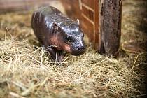 V zázemí zavřeného Safari Parku Dvůr Králové přišlo na svět mládě ohroženého hrošíka liberijského. Jde o samce, o kterého matka bez problémů pečuje. Návštěvníkům se ukáže na jaře.