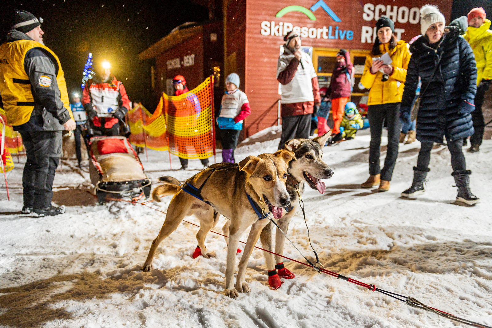 FOTO: Musheři vystartovali na Ledovou jízdu v Krkonoších, začali noční  etapou - Krkonošský deník